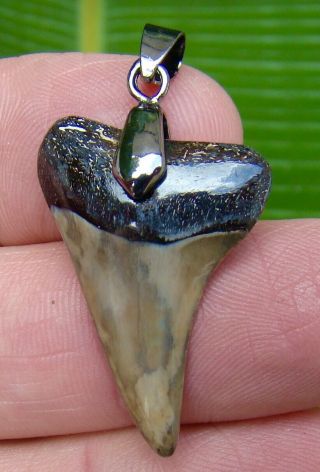 Mako Shark Tooth Necklace - 1 & 5/16 In.  Real Fossil - Sc River Find
