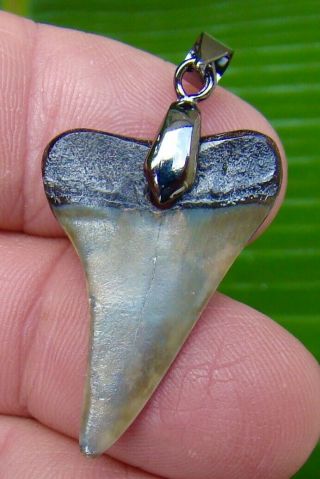 MAKO SHARK Tooth Necklace - 1 & 5/16 in.  REAL FOSSIL - SC RIVER FIND 2