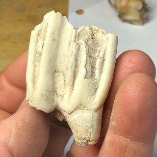 Pleistocene Fossil Bison Tooth From North Sulphur River Texas