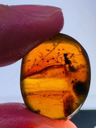1.  45g Wasp Bee&mineral Burmite Myanmar Burmese Amber Insect Fossil Dinosaur Age