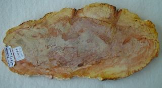 Petrified Wood Polished 2 Sides 9 " X4.  5 " X.  65 " From Indonesia 1 Lb 6.  8 Oz 18105