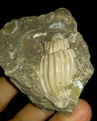 Sea Shell Fossil,  Volutidae On Matrix From Java,  Indonesia,  30mm