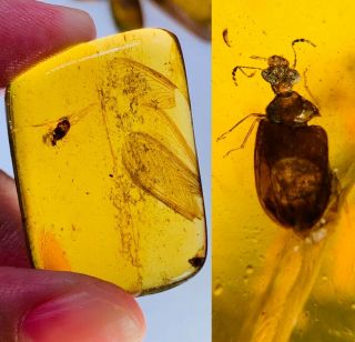 5.  06g Beetle&bug Wings Burmite Myanmar Burmese Amber Insect Fossil Dinosaur Age