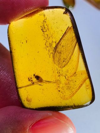5.  06g beetle&bug wings Burmite Myanmar Burmese Amber insect fossil dinosaur age 3