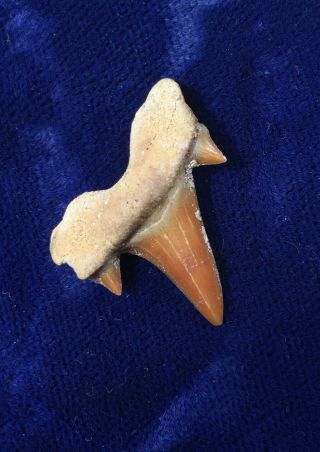 Orange Cretalamna Appendiculata Fossil Shark Tooth Morocco