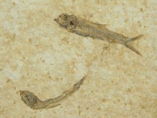 Two 100 Natural 50 Million Year Old Knightia Fish Fossils From Wyoming 61.  5gr
