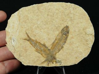Two 100 Natural 50 Million Year Old Knightia Fish Fossils From Wyoming 87.  3gr