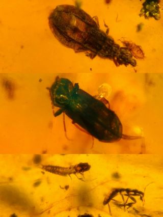 Flat Bug&beetle&larva&fly Burmite Myanmar Burma Amber Insect Fossil Dinosaur Age