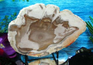 Petrified Wood COMPLETE ROUND Slab w/Bark SHELL - WHITE WOLF - GREY 6 - 3/4 