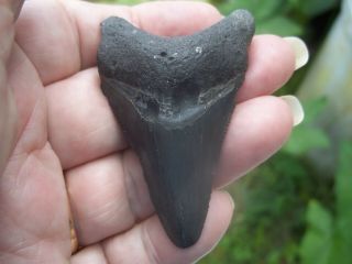 Megalodon Shark Tooth Fossil Bone Valley Area In Florida