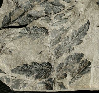Beautifull Pre Dinosaurs Fossil Plant - Classic Coal Age Seed Fern Fronds