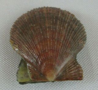 Ancient Scallop Shell 12000 Year Old Maine Midden Paleo - Indian Period Fossil