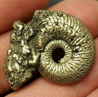 35mm Quenstedtoceras Pyrite Ammonite Fossils Callovian Fossilien Russia Pendant