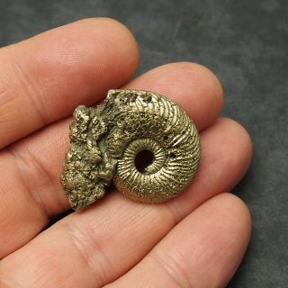 35mm Quenstedtoceras Pyrite Ammonite Fossils Callovian Fossilien Russia pendant 2