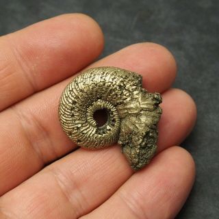 35mm Quenstedtoceras Pyrite Ammonite Fossils Callovian Fossilien Russia pendant 3