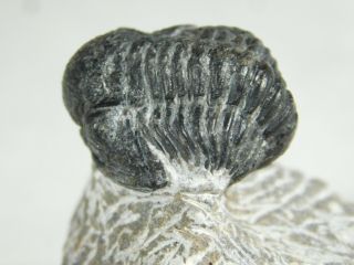A Small And 100 Natural Gerastos Granulosus Trilobite Fossil 64.  4gr