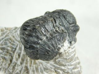 A Small and 100 NATURAL Gerastos Granulosus Trilobite Fossil 64.  4gr 2