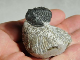A Small and 100 NATURAL Gerastos Granulosus Trilobite Fossil 64.  4gr 3
