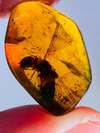 2.  42g Termite White Ant Burmite Myanmar Burmese Amber Insect Fossil Dinosaur Age