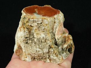 A Polished 225 Million Year Old Petrified Wood Fossil From Madagascar 287gr