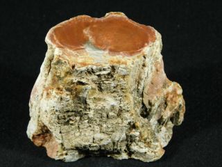 A Polished 225 Million Year Old Petrified Wood Fossil From Madagascar 287gr 2