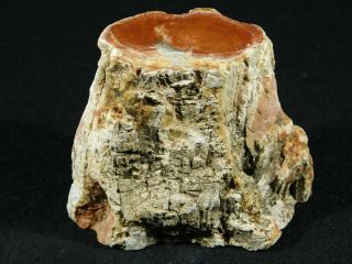 A Polished 225 Million Year Old Petrified Wood Fossil From Madagascar 287gr 3