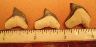 3 Galeocerdo Mayumbensis Tiger Shark Teeth From Bone Valley Florida