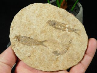 Three Small 100 Natural 50 Million Year Old Knightia Fish Fossils Wy 109gr