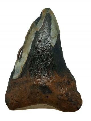 493.  4.  05 " Megalodon Shark Tooth Fossil 100 Authentic.