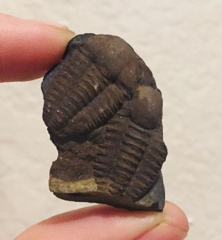 Czech Fossil Trilobite Ellipsocephalus Hoffi Cambrian Fossil