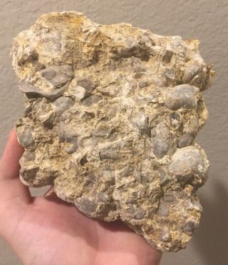 Texas Fossil Bivalve Death Plate Oysters Cretaceous Dinosaur Age Shells Multi