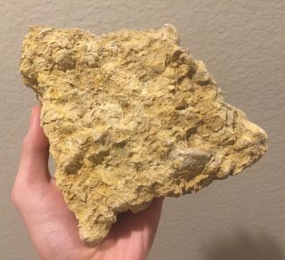 Texas Fossil Bivalve Death Plate Oysters Cretaceous Dinosaur Age Shells Multi 2