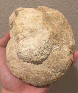 Texas Fossil Ammonite Cymatoceras Cretaceous Fossil 2