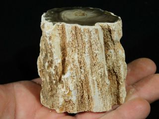 A Polished 225 Million Year Old Petrified Wood Fossil From Madagascar 276gr