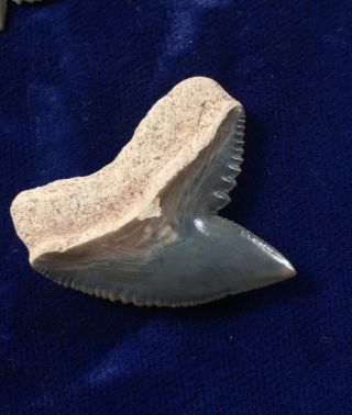 Lee Creek Galeocerdo Cuvier Fossil Extant Tiger Shark Tooth Nc