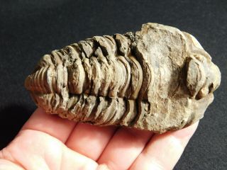 A Big Natural 400 Million Year Old Trilobite Fossil Found In Morocco 155gr