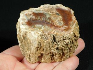 A Polished 225 Million Year Old Petrified Wood Fossil From Madagascar 282gr