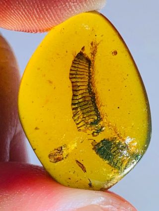 1.  97g Diplopoda Millipede Burmite Myanmar Burma Amber Insect Fossil Dinosaur Age