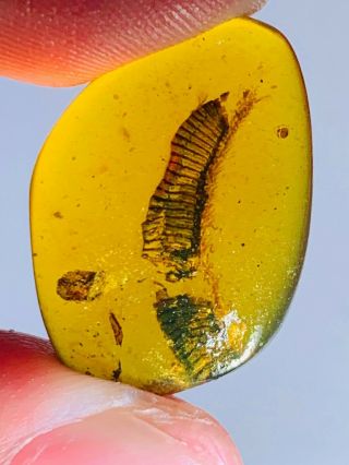 1.  97g Diplopoda millipede Burmite Myanmar Burma Amber insect fossil dinosaur age 2