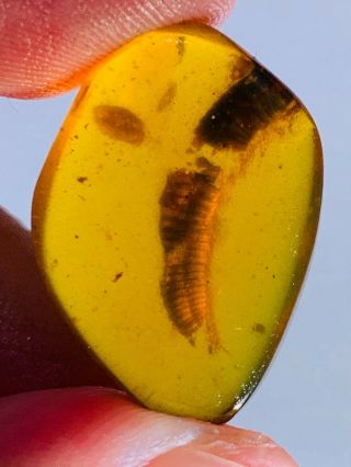 1.  97g Diplopoda millipede Burmite Myanmar Burma Amber insect fossil dinosaur age 3