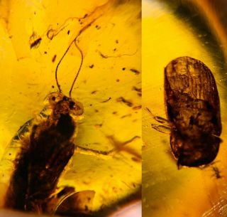 Big Eyes Roach&beetle Burmite Myanmar Burmese Amber Insect Fossil Dinosaur Age