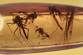 Swarm Of 6 Insects Fossil Inclusion Baltic Amber 200820 - 17,  Img