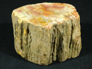 Orange And Peach Colors On This Larger Polished Petrified Wood Fossil 606gr