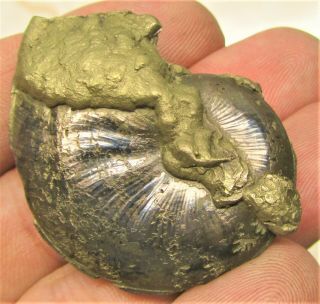 Stunning Oxynoticeras Pyrite Ammonite 45 Mm Jurassic Coast Fossil Uk Minerals