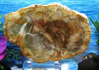 Petrified Wood Complete Round Slab W/bark Exotic Rare Emerald - Green Sable Gem 6 "