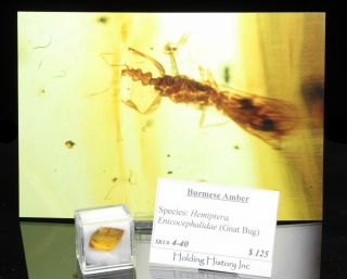 Burmese Amber,  Fossil Insect Inclusion,  Hemiptera,  Enicocephalidae