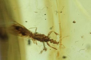 Burmese Amber,  Fossil Insect Inclusion,  Hemiptera,  Enicocephalidae 3
