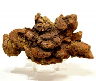 215g Dinosaur Dung Coprolite Fossil Natural Mineral Poop Specimen - Madagascar
