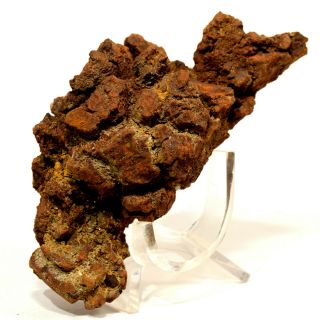 215g Dinosaur Dung Coprolite Fossil Natural Mineral Poop Specimen - Madagascar 3