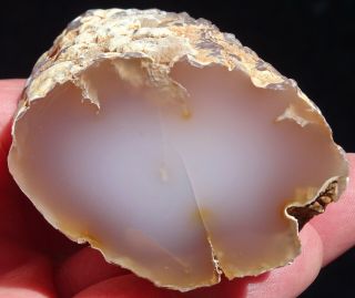Mw: Petrified Wood Pink Chalcedony Limb Cast - Texas Springs,  Nv - Face Polished